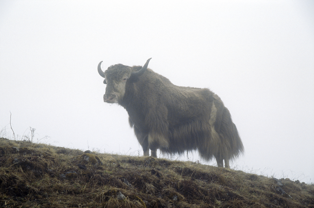 b_453m trek6.jpg - Bhoutan - vallée de Thimphu, Thimphu longeant une longue crête à plus de 4300m, nous nous trouvons tout à coup face à une apparition : un yak solitaire dans le brouillard !